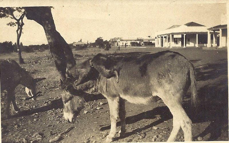 Que Que's First Street, 1930. (Notice the baboon on the donkey's back)