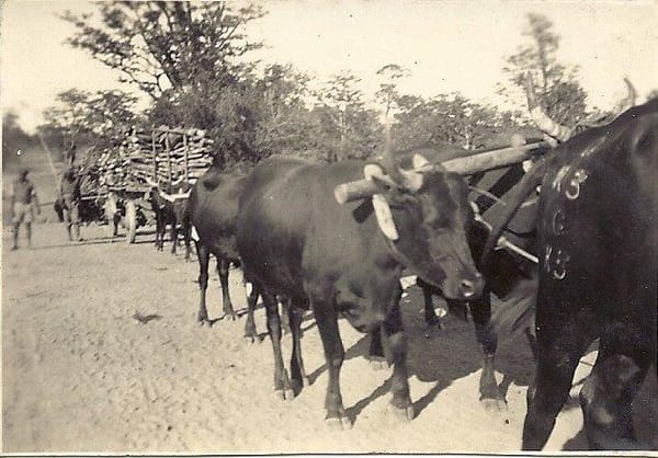Gervas Hughes' ox wagon outward bound on the Gokwe Road, 1929. N.B. Gervas' Grand GK3 and the Rhodesian yoke