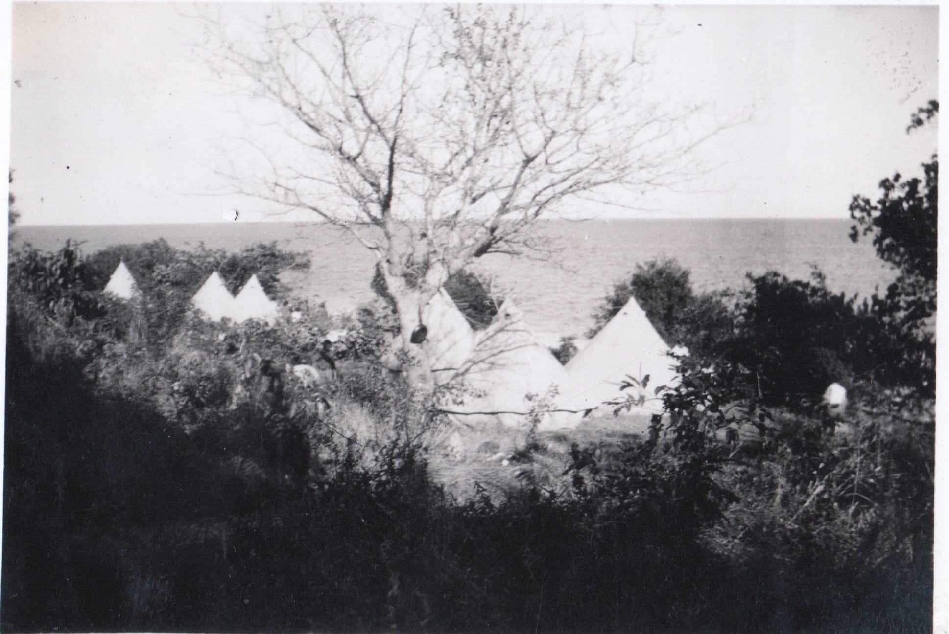 Foreign Flora, Fauna And...