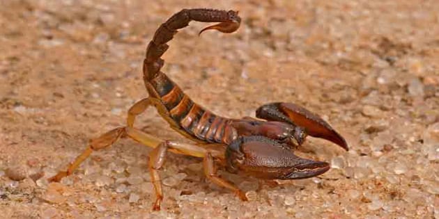 The senior boys at CJR Junior School in Gwelo hunted scorpions in their free time. Photo http://www.medtogo.com/scorpion-stin