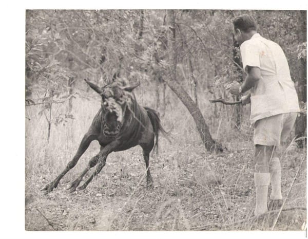 Vic Jenkinson Fending Off a Wildebeest Charge.