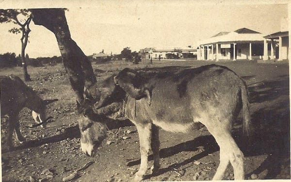 Que Que's First Street, 1930. (Notice the baboon on the donkey's back)