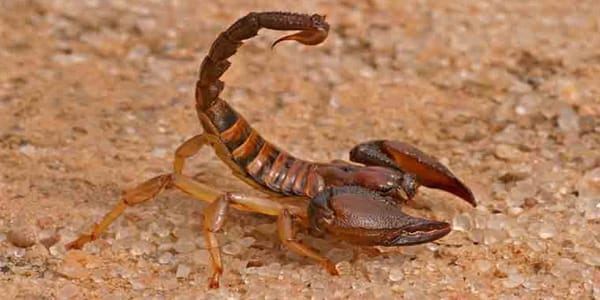 The senior boys at CJR Junior School in Gwelo hunted scorpions in their free time. Photo http://www.medtogo.com/scorpion-stin