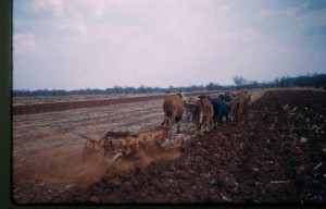 Gervas Hughes drove a span of sixteen oxen pulling a three furrow trailed disc plough long after others were ploughing with tractors.